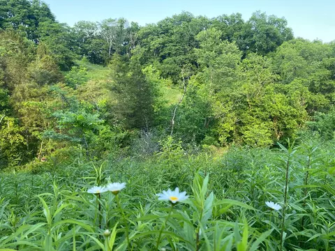 1849 Tea Run Rd, Ewing, KY 41039 photo 18