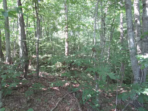 9999 Cook Fork Rd, Jackson, KY 41339 photo 15