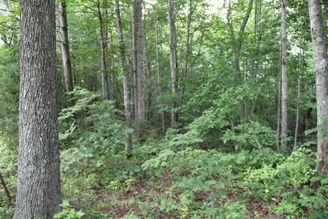 3149 Kidd Rd, Williamsburg, KY 40769 photo 11