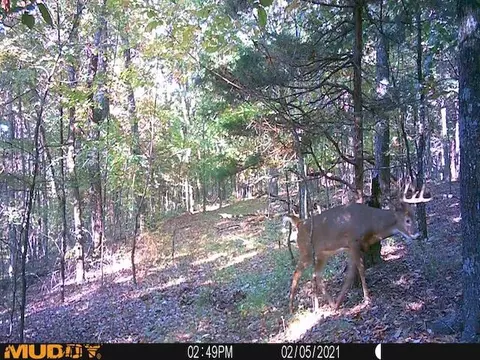 826 Castle St, Monticello, KY 42633