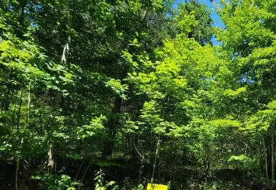 4200 Hazel Patch Rd, East Bernstadt, KY 40729
