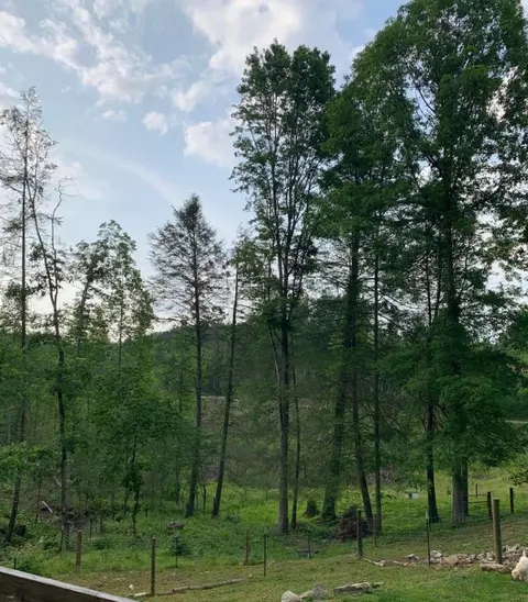 3339 Round Top Rd, Strunk, KY 42649 photo 16