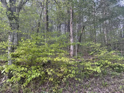 0000 Lower River Rd, Livingston, KY 40445