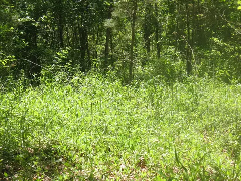 9999 Fields Fork Rd, Viper, KY 41774 photo 10