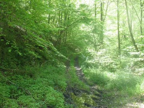 9999 Fields Fork Rd, Viper, KY 41774 photo 6