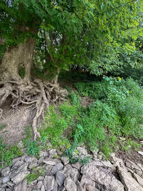 Other - 0 Abners Mill Rd, Ewing, KY 41039 photo 41 of 50