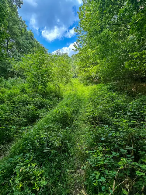 Other - 0 Abners Mill Rd, Ewing, KY 41039 photo 15 of 50