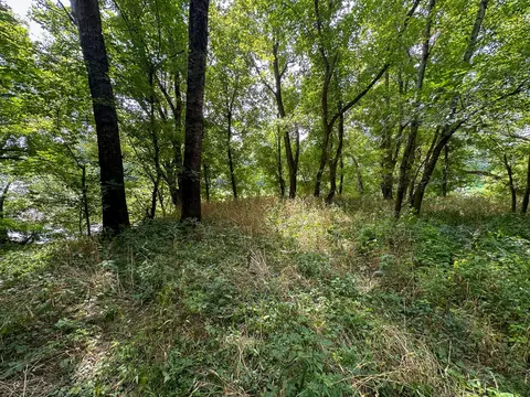 Other - 0 Abners Mill Rd, Ewing, KY 41039 photo 43 of 50