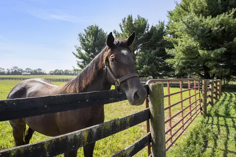 307 Stone Rd, Georgetown, KY 40324 photo 43