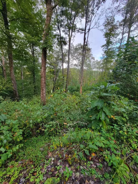 150 Punchs End, Burnside, KY 42519 photo 17