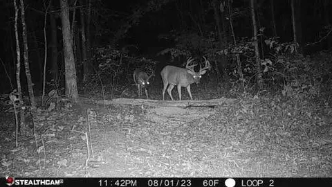 30 Clay Camp Rd, Hitchins, KY 41146 photo 17