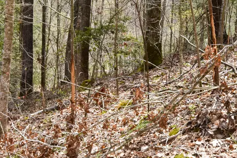 1897 Laurel Creek Rd, Vanceburg, KY 41179