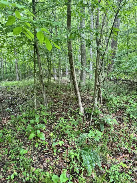 0000 Mt Scratchum Rd, Irvine, KY 40336