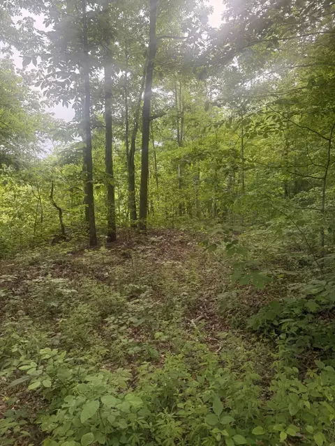 169 Greasy Rdg, Sandy Hook, KY 41171 photo 29