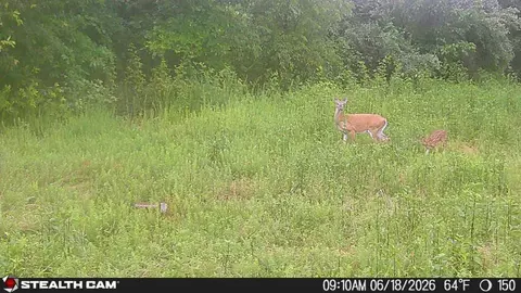 Other - 150 Sycamore Creek Rd, Van Lear, KY 41265 photo 59 of 61