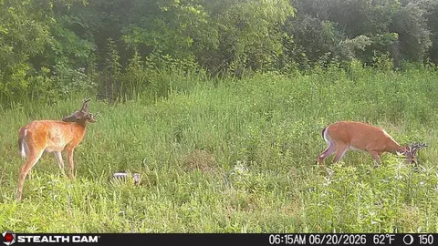 Other - 150 Sycamore Creek Rd, Van Lear, KY 41265 photo 56 of 61