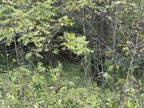 lot51 Shepperd, Nancy, KY 42544 photo 5