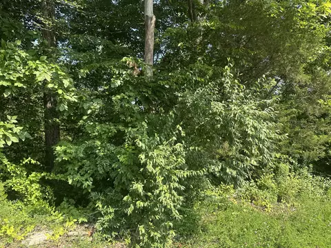lot26 Rock Springs Rd, Celina, TN 38551