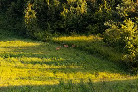 1522 Johnson Fork Rd, Campton, KY 41301 photo 71