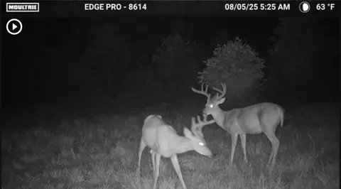 3317 Cow Branch Rd, West Liberty, KY 41472