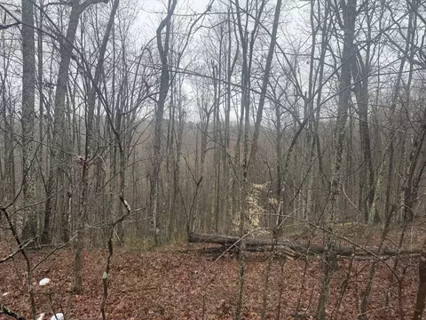 91 Acres Land Cains Creek Rd, Sandy Hook, KY 41171