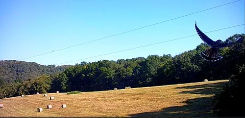 Other - 3890 Oregon Rd, Versailles, KY 40383 photo 12 of 18