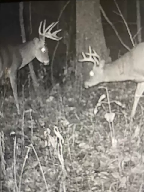 271 Blue Bird Ln, Hyden, KY 41749