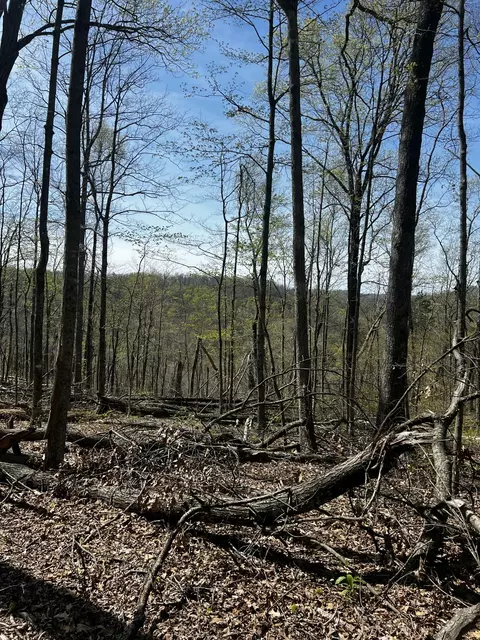 999 Chop Chestnut Rd, Stanton, KY 40380