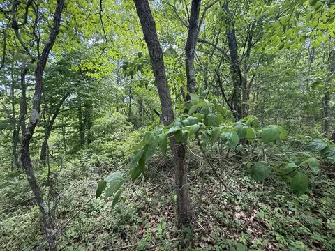 9999 Chestnut Flat Rd, Mckee, KY 40447 photo 9