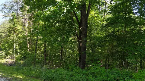 15 Buck Tail Drive, Burnside, KY 42519 photo 4