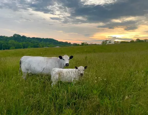 154 Double Culvert Rd # -B, Georgetown, KY 40324