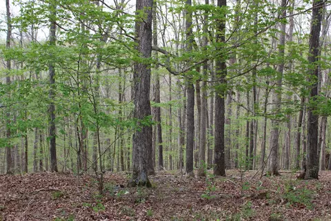 lot80 Lisanby Rd, Eddyville, KY 42038