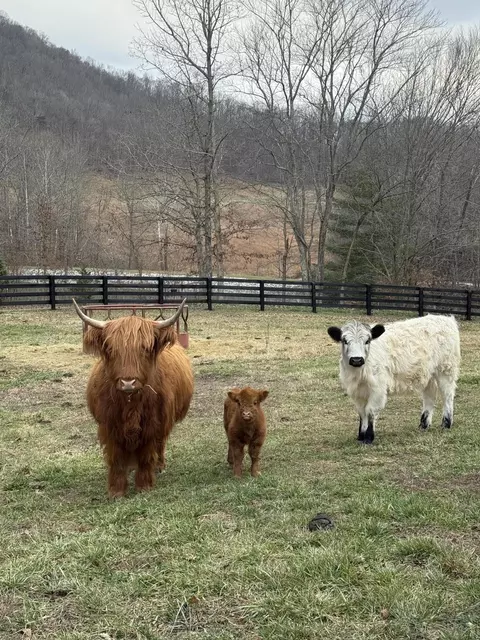 775 Powell Branch Rd, Bimble, KY 40915 photo 16