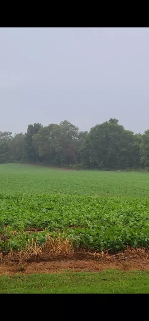 Other - 2413 Lowes Rd, Cunningham, KY 42035 photo 10 of 10