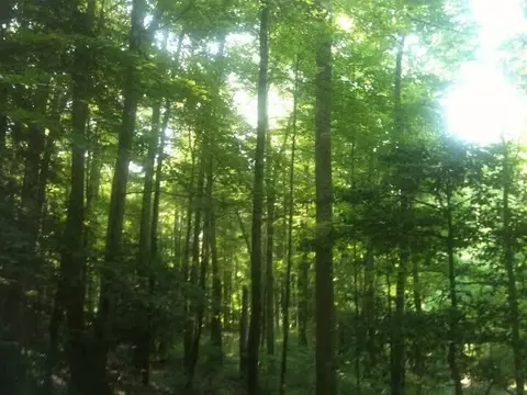 8888 Hales Fork Rd, Dewitt, KY 40930 photo 7