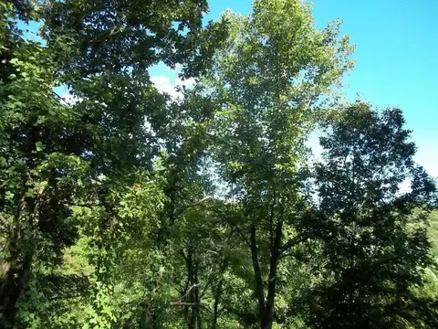 8888 Hales Fork Rd, Dewitt, KY 40930 photo 20