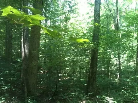 8888 Hales Fork Rd, Dewitt, KY 40930 photo 9