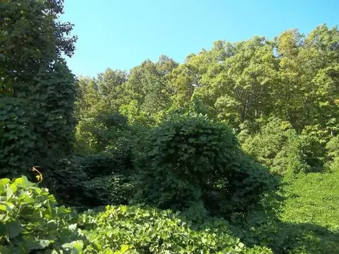 8888 Hales Fork Rd, Dewitt, KY 40930 photo 18