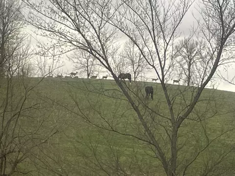 Other - 4933 Bloomfield Rd, Springfield, KY 40069 photo 17 of 22