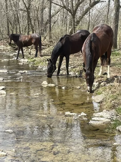 Other - 4933 Bloomfield Rd, Springfield, KY 40069 photo 20 of 22