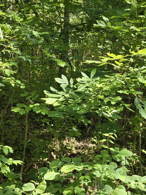00 Corinth Shr Dr, Corinth, KY 41010 photo 3