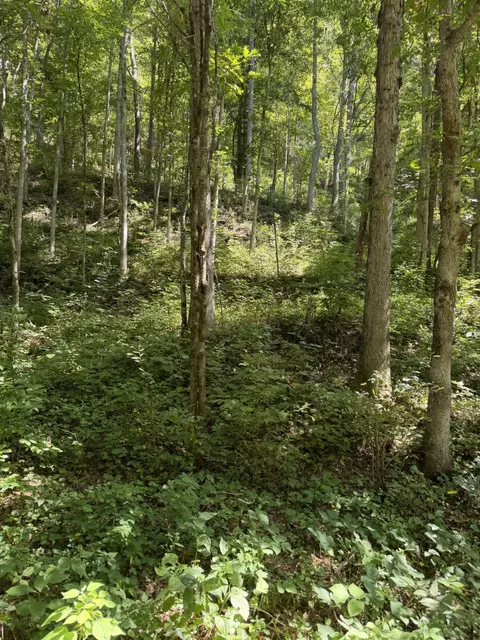 370 Roaring Fork Rd, Walker, KY 40997 photo 7
