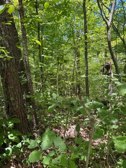 1-28 Pine Tree, Nancy, KY 42544 photo 9
