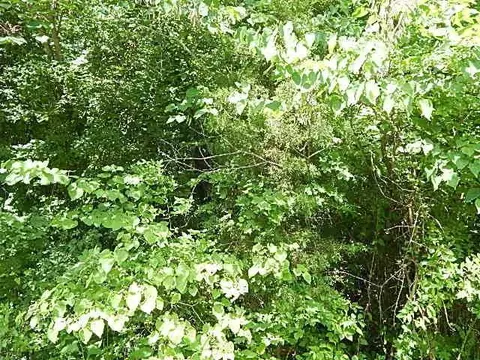 1162 Stonegate Dr, Burnside, KY 42519 photo 75