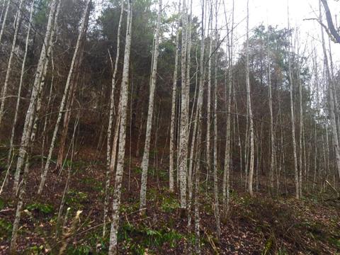 345 Conner Rd, Harrogate, TN 37752 photo 5