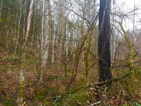 345 Conner Rd, Harrogate, TN 37752 photo 6