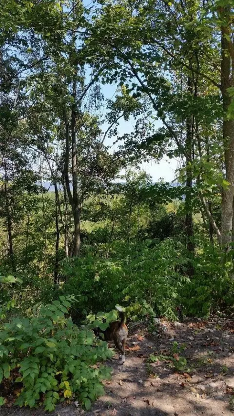 740 Dixie Bend Rd, Burnside, KY 42519 photo 24