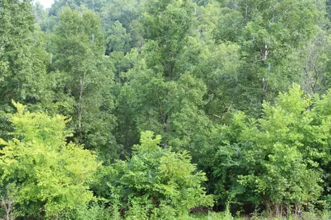 701 Sugar Tree Holw, Burnside, KY 42519 photo 29