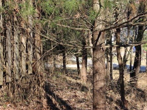 195 Vineview Dr, Corbin, KY 40701 photo 10