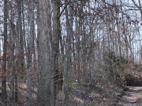 195 Vineview Dr, Corbin, KY 40701 photo 3